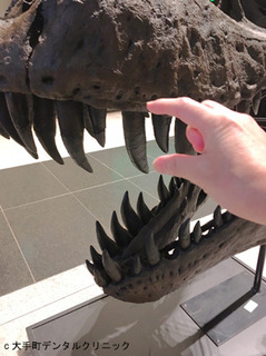 大手町で恐竜の歯を発見